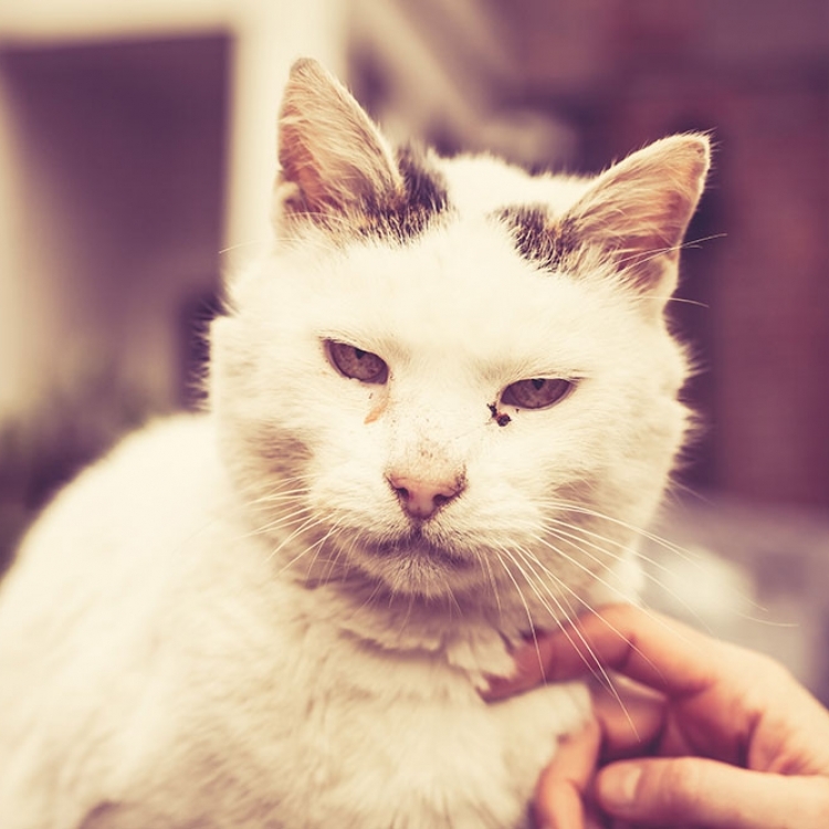 persian cat